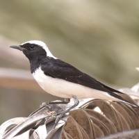 Finsch's Wheatear